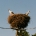 BIRD NESTING