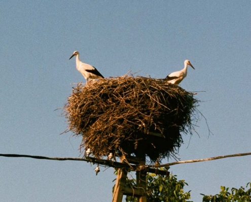 BIRD NESTING