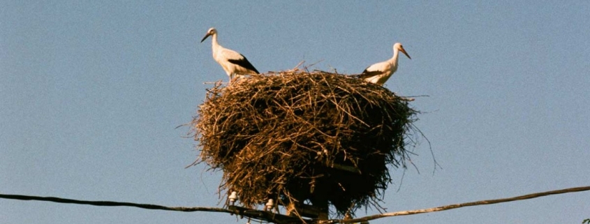 BIRD NESTING